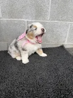 Dolly, a female Australian Shepherd for sale in Harrison, AR – 4 of 6