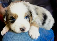 Hank, a male Australian Shepherd for sale in Harrison, AR – 6 of 6