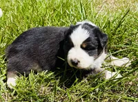 Ella, a female Australian Shepherd for sale in Harrison, AR – 5 of 5