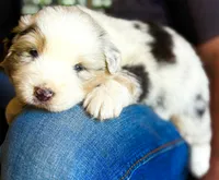 Dolly, a female Australian Shepherd for sale in Harrison, AR – 6 of 6