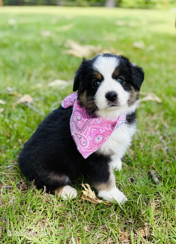 Ella – Australian Shepherd puppy for sale in Harrison, AR