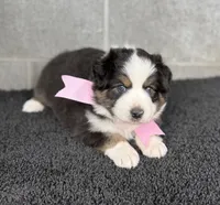 Ella, a female Australian Shepherd for sale in Harrison, AR – 4 of 5