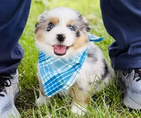 Hank, a male Australian Shepherd for sale in Harrison, AR – 6 of 8