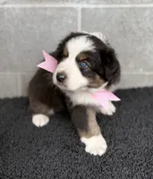 Ella, a female Australian Shepherd for sale in Harrison, AR – 2 of 5