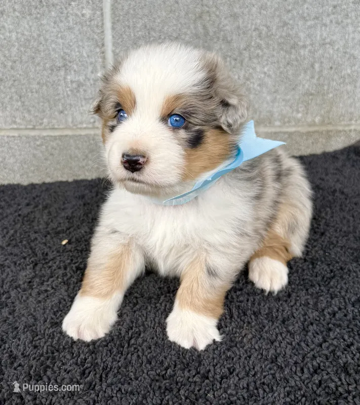Hank – Australian Shepherd puppy for sale in Harrison, AR