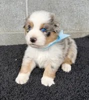 Hank, a male Australian Shepherd for sale in Harrison, AR – 1 of 6