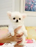 Princess Snow White , a female Chihuahua for sale in Santa Rosa Beach, FL – 8 of 10