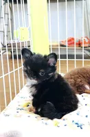 Cinderella, a female Chihuahua for sale in Santa Rosa Beach, FL – Photo 3 of 6