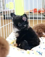 Cinderella, a female Chihuahua for sale in Santa Rosa Beach, FL – Photo 2 of 6