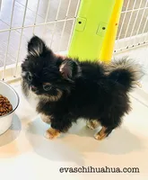 Cinderella, a female Chihuahua for sale in Santa Rosa Beach, FL – Photo 5 of 6