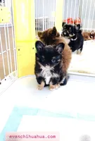 Cinderella, a female Chihuahua for sale in Santa Rosa Beach, FL – Photo 4 of 6