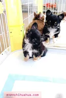 Cinderella, a female Chihuahua for sale in Santa Rosa Beach, FL – Photo 1 of 6