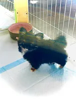 Cinderella, a female Chihuahua for sale in Santa Rosa Beach, FL – Photo 6 of 6