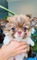 Blue Eye Beauty , a female Chihuahua for sale in Santa Rosa Beach, FL – 3 of 3