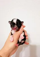 Princess, a female Chihuahua for sale in Santa Rosa Beach, FL – Photo 3 of 5