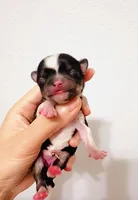 Princess, a female Chihuahua for sale in Santa Rosa Beach, FL – Photo 4 of 5