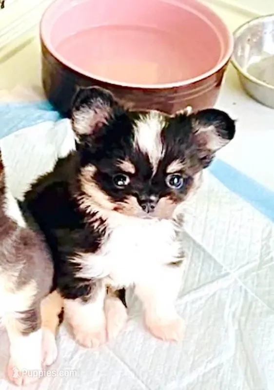 Princess – Chihuahua puppy for sale in Santa Rosa Beach, FL