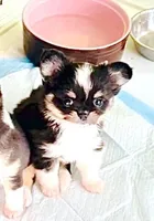 Princess ( show quality ), a female Chihuahua for sale in Santa Rosa Beach, FL – 1 of 3