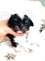 Princess, a female Chihuahua for sale in Santa Rosa Beach, FL – Photo 2 of 7