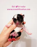 Princess, a female Chihuahua for sale in Santa Rosa Beach, FL – Photo 5 of 5