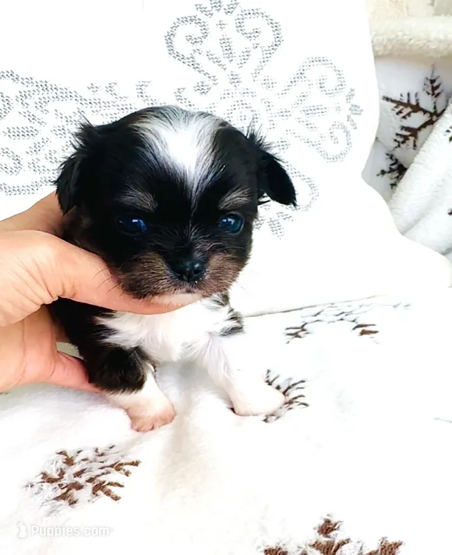 Princess – Chihuahua puppy for sale in Santa Rosa Beach, FL