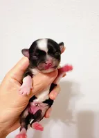 Princess, a female Chihuahua for sale in Santa Rosa Beach, FL – Photo 1 of 5