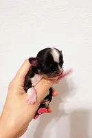 Princess, a female Chihuahua for sale in Santa Rosa Beach, FL – Photo 2 of 5