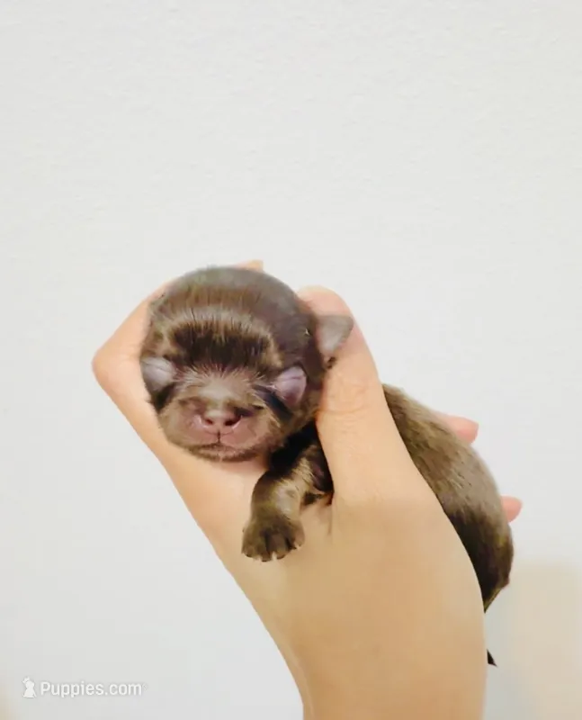 Chocolate Angel, a female Chihuahua for sale in Santa Rosa Beach, FL – 1 of 6