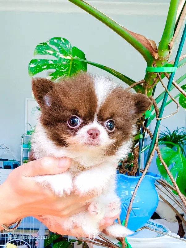 Eden  – Chihuahua puppy for sale in Santa Rosa Beach, FL