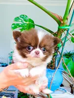 Eden , a male Chihuahua for sale in Santa Rosa Beach, FL – 1 of 5