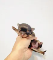 Prince Golden Chocolate, a male Chihuahua for sale in Santa Rosa Beach, FL – 4 of 6