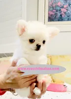 Princess Snow White , a female Chihuahua for sale in Santa Rosa Beach, FL – 6 of 10