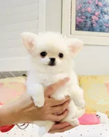 Princess Snow White , a female Chihuahua for sale in Santa Rosa Beach, FL – 5 of 10