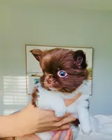 Beauty/show quality , a female Chihuahua for sale in Santa Rosa Beach, FL – Photo 9 of 10