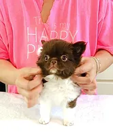 Beauty/show quality , a female Chihuahua for sale in Santa Rosa Beach, FL – Photo 7 of 10