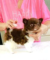 Beauty/show quality , a female Chihuahua for sale in Santa Rosa Beach, FL – Photo 2 of 10