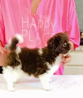 Beauty/show quality , a female Chihuahua for sale in Santa Rosa Beach, FL – Photo 8 of 10