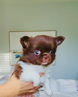 Beauty/show quality , a female Chihuahua for sale in Santa Rosa Beach, FL – Photo 10 of 10