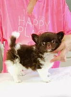 Beauty/show quality , a female Chihuahua for sale in Santa Rosa Beach, FL – Photo 5 of 10