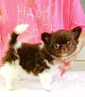 Beauty/show quality , a female Chihuahua for sale in Santa Rosa Beach, FL – Photo 1 of 10