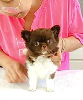 Beauty/show quality , a female Chihuahua for sale in Santa Rosa Beach, FL – Photo 6 of 10