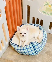 White Angel, show quality , a female Chihuahua for sale in Santa Rosa Beach, FL – 3 of 3