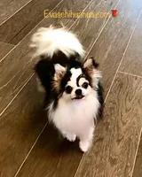 Cinderella ( brindle ) , a female Chihuahua for sale in Santa Rosa Beach, FL – Photo 9 of 10