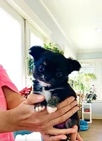 Cinderella ( brindle ) , a female Chihuahua for sale in Santa Rosa Beach, FL – Photo 2 of 10