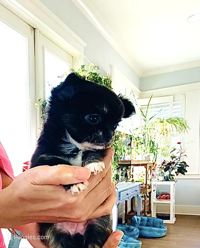 Cinderella ( brindle ) , a female Chihuahua for sale in Santa Rosa Beach, FL – Photo 1 of 10
