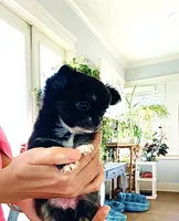 Cinderella ( brindle ) , a female Chihuahua for sale in Santa Rosa Beach, FL – Photo 1 of 10