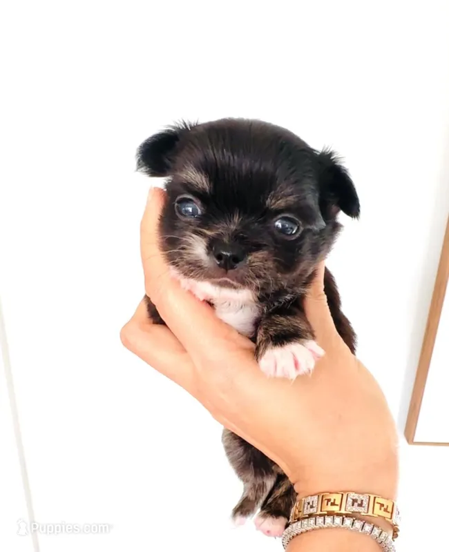 Princess B – Chihuahua puppy for sale in Santa Rosa Beach, FL