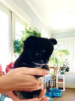 Cinderella ( brindle ) , a female Chihuahua for sale in Santa Rosa Beach, FL – Photo 4 of 10