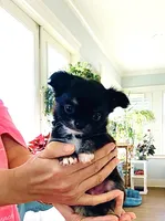 Cinderella ( brindle ) , a female Chihuahua for sale in Santa Rosa Beach, FL – Photo 3 of 10