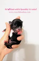 Cinderella ( brindle ) , a female Chihuahua for sale in Santa Rosa Beach, FL – Photo 7 of 10